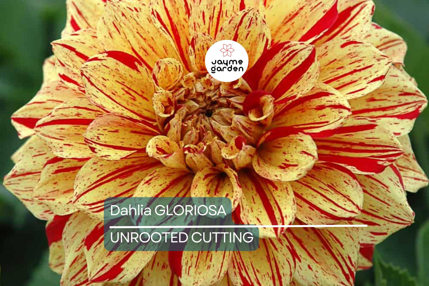 Dahlia Gloriosa 1 Live Flower Plant Bulb Tuber – Yellow Red Variegated, 6.5" Flowers, Mid-Season Bloomer
