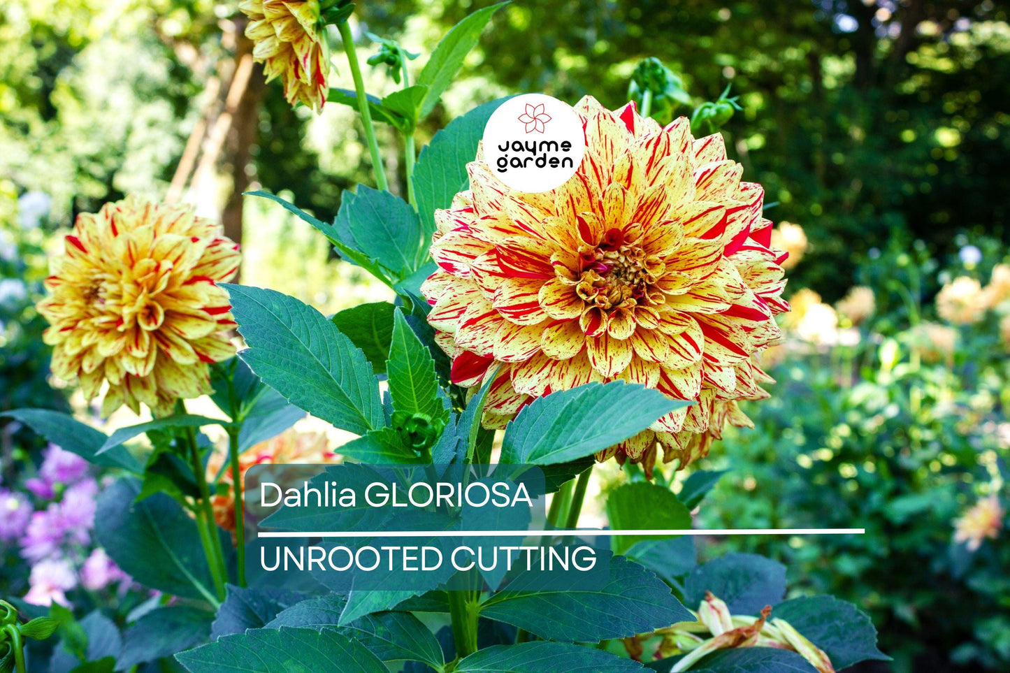 Dahlia Gloriosa 1 Live Flower Plant Bulb Tuber – Yellow Red Variegated, 6.5" Flowers, Mid-Season Bloomer