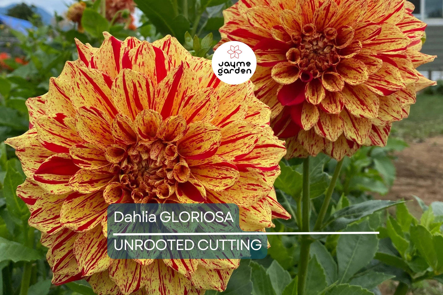 Dahlia Gloriosa 1 Live Flower Plant Bulb Tuber – Yellow Red Variegated, 6.5" Flowers, Mid-Season Bloomer