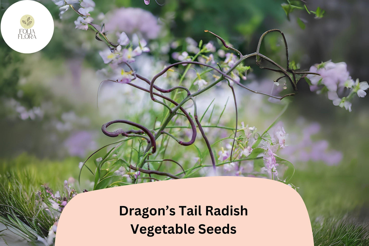 500+ Dragon's Tail Radish Seeds – Unique Edible Pod Radish, Spicy & Crisp