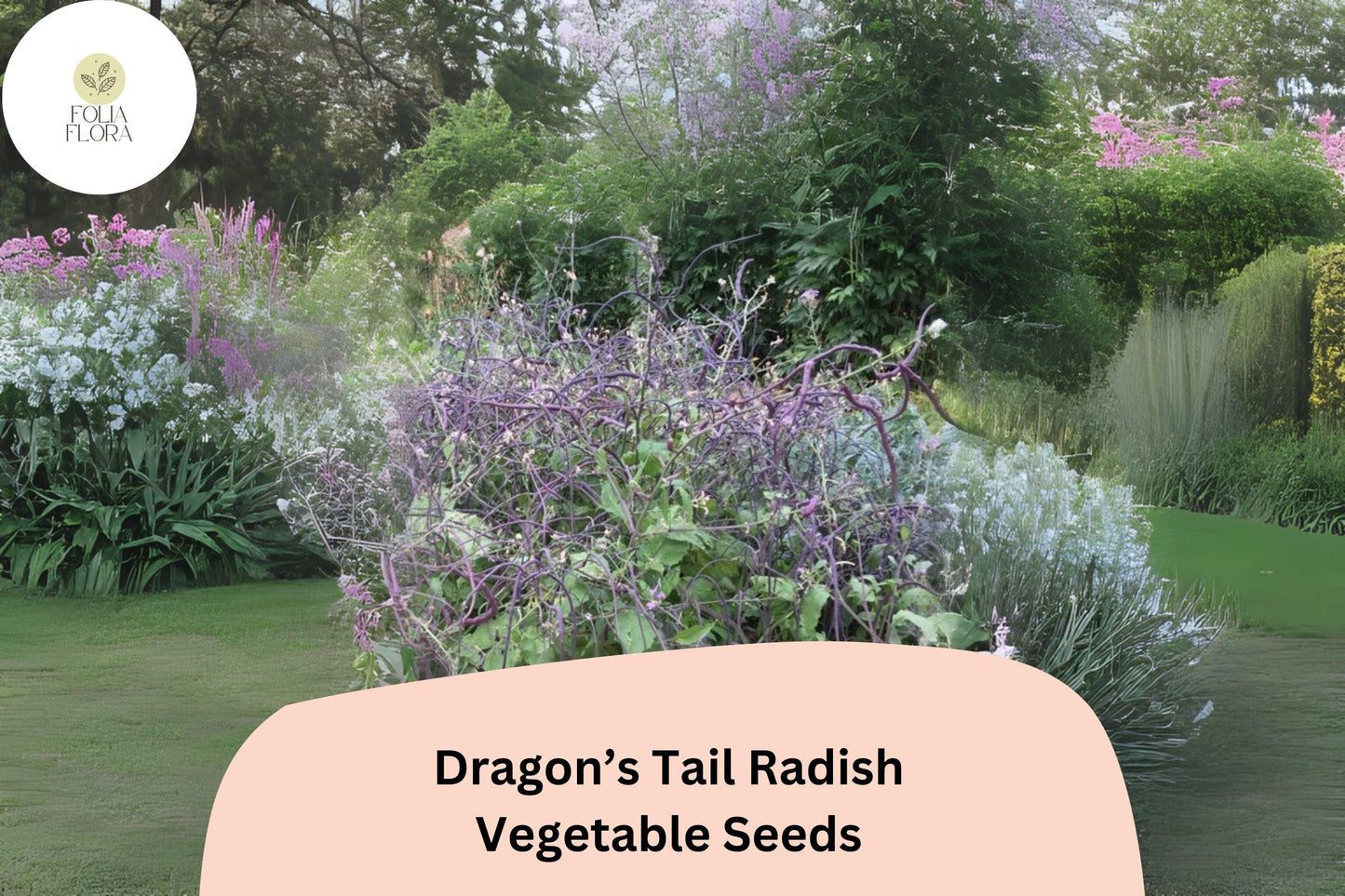 500+ Dragon's Tail Radish Seeds – Unique Edible Pod Radish, Spicy & Crisp