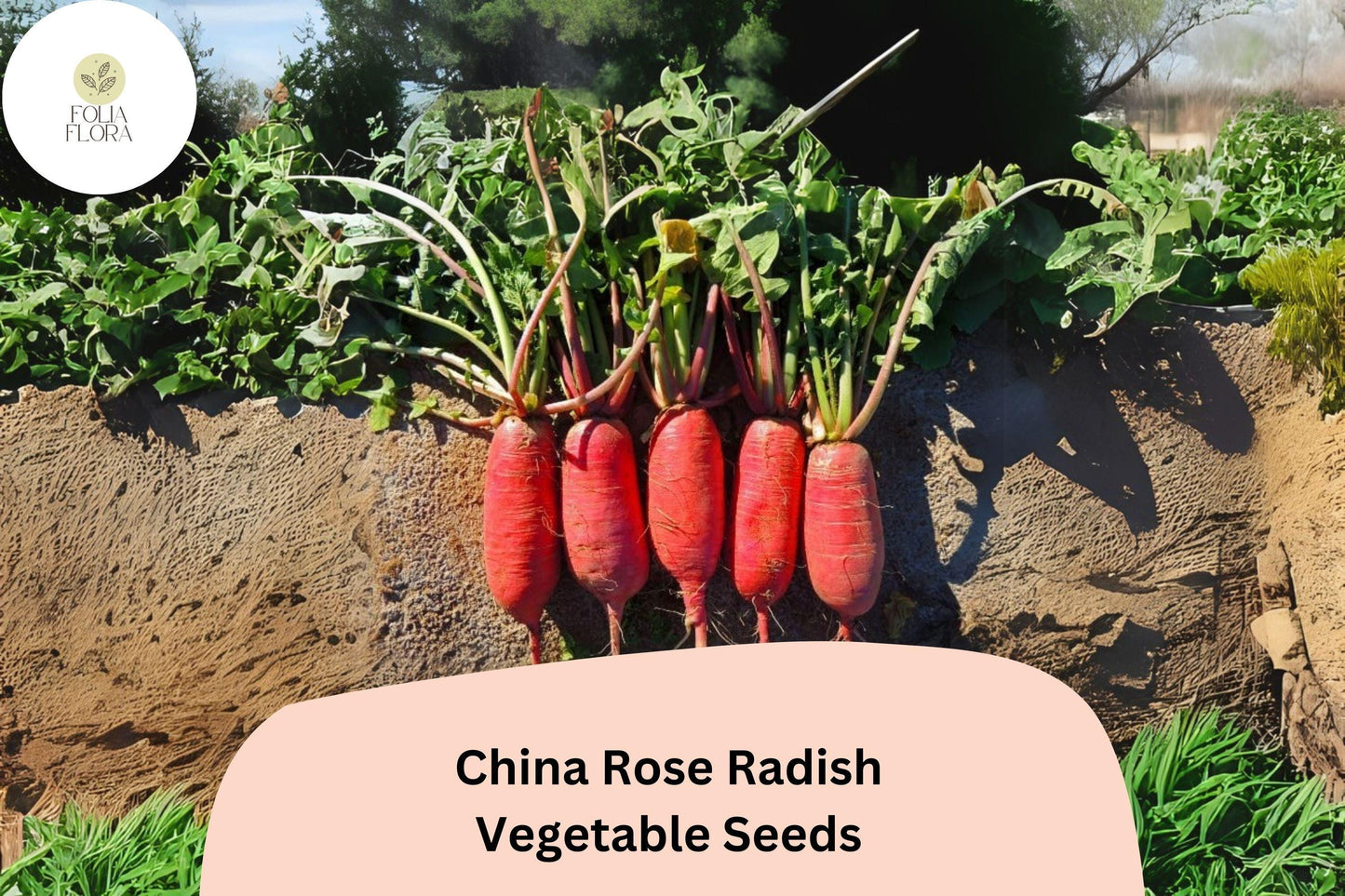 500+ China Rose Radish Seeds – Heirloom, Crisp & Spicy Winter Radish
