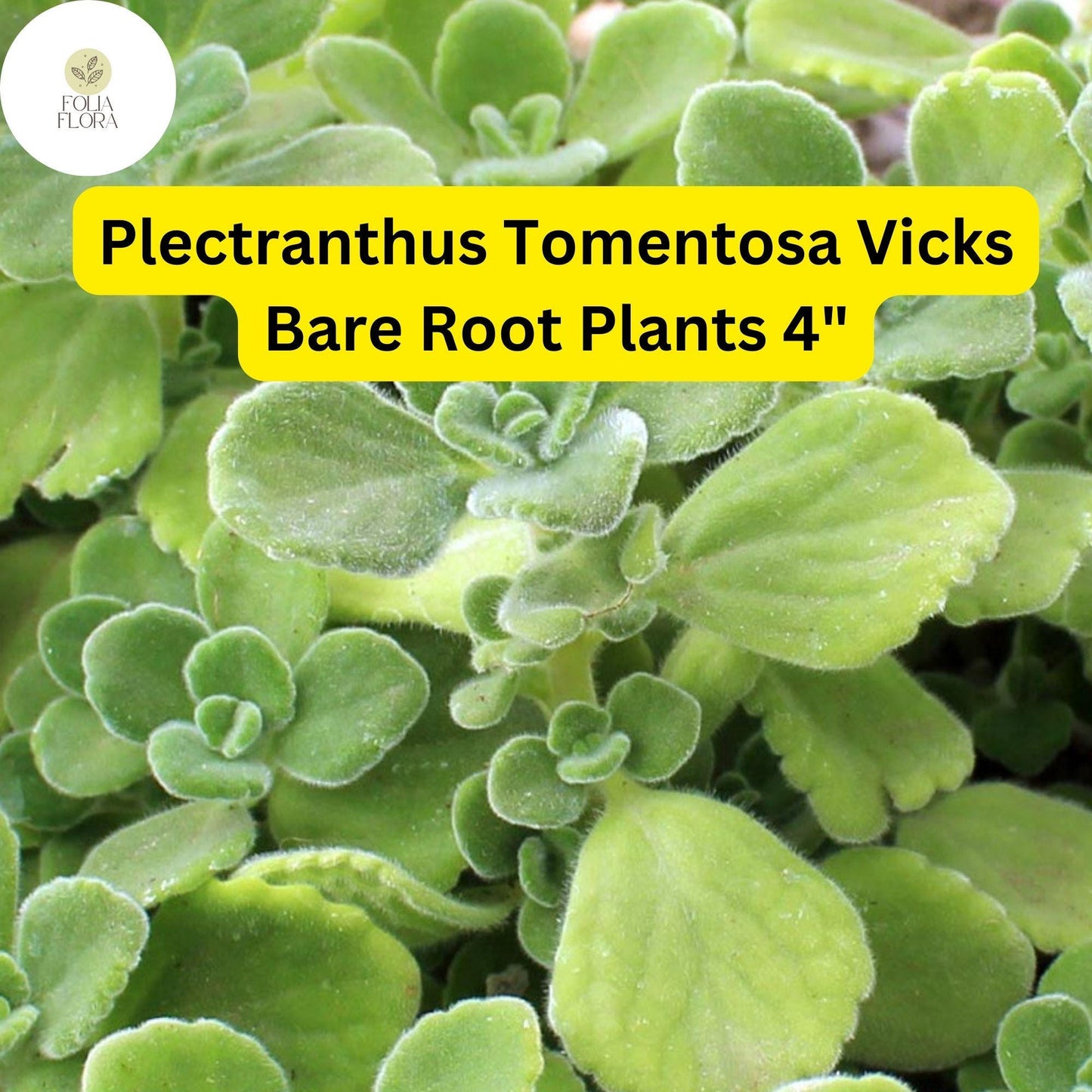Plectranthus tomentosa – Vicks Plant | 2 Live 4” Bare Root Plants | Fragrant Succulent Houseplant