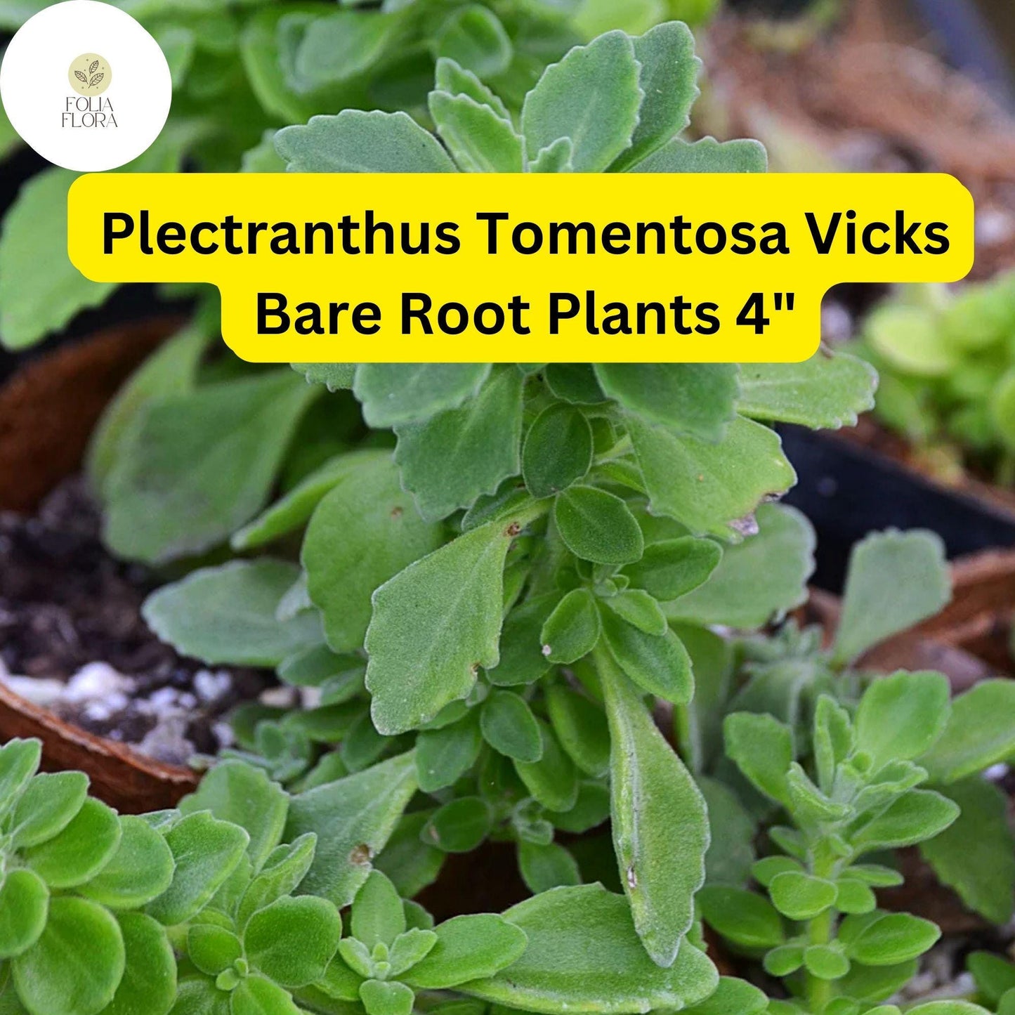 Plectranthus tomentosa – Vicks Plant | 2 Live 4” Bare Root Plants | Fragrant Succulent Houseplant