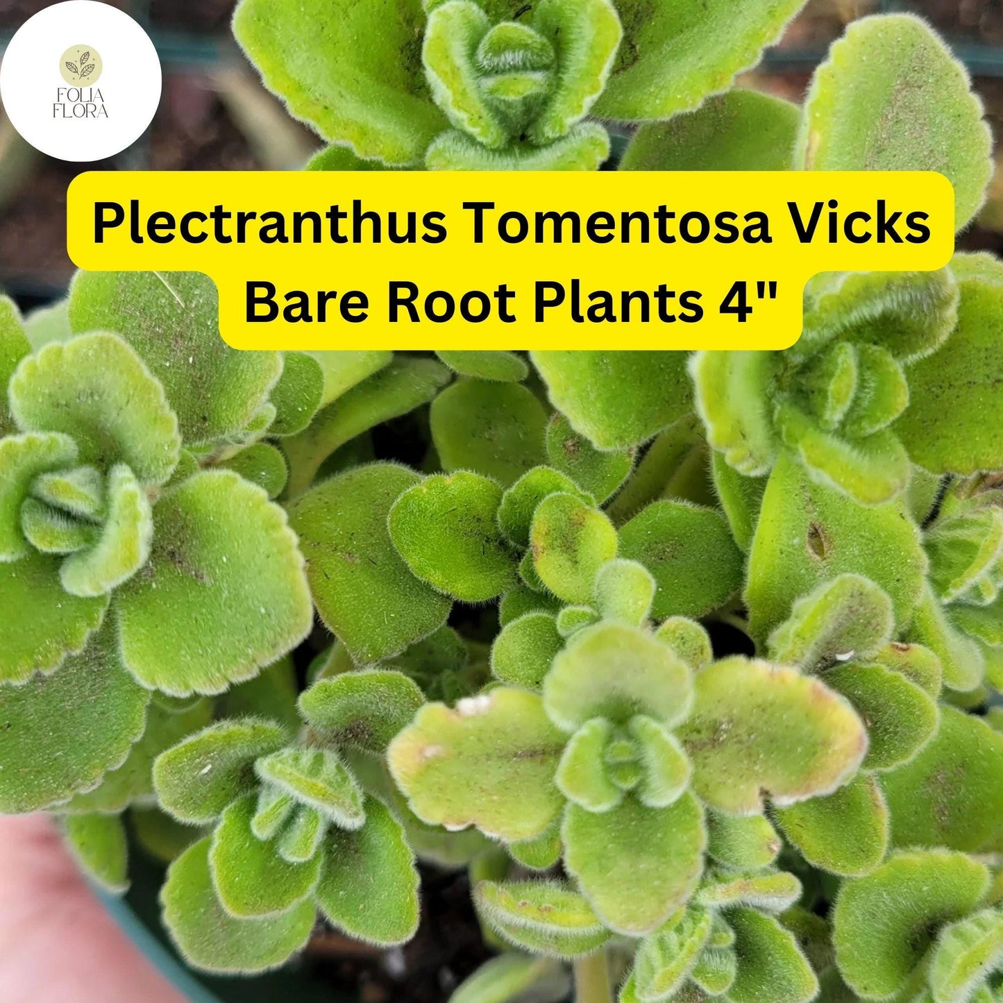 Plectranthus tomentosa – Vicks Plant | 2 Live 4” Bare Root Plants | Fragrant Succulent Houseplant