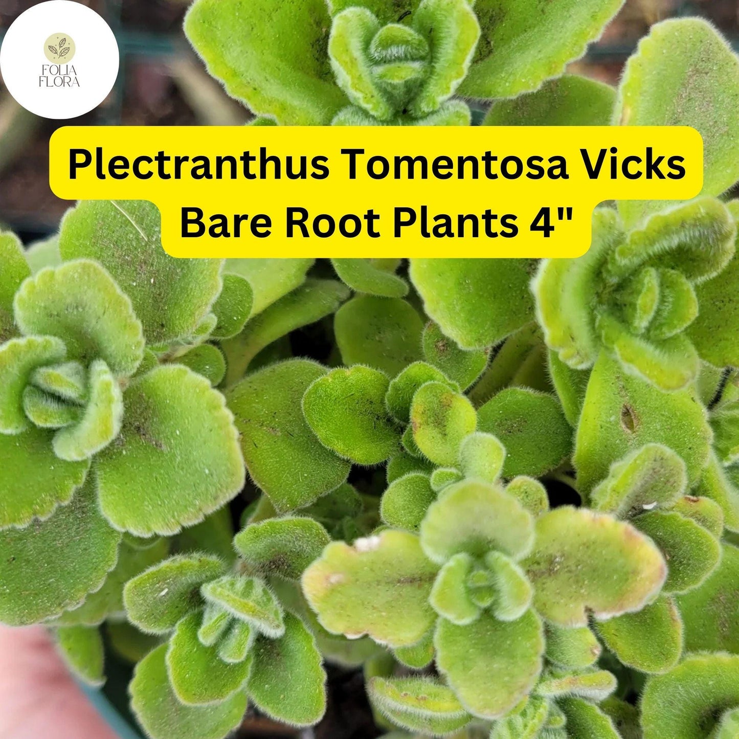 Plectranthus tomentosa – Vicks Plant | 2 Live 4” Bare Root Plants | Fragrant Succulent Houseplant