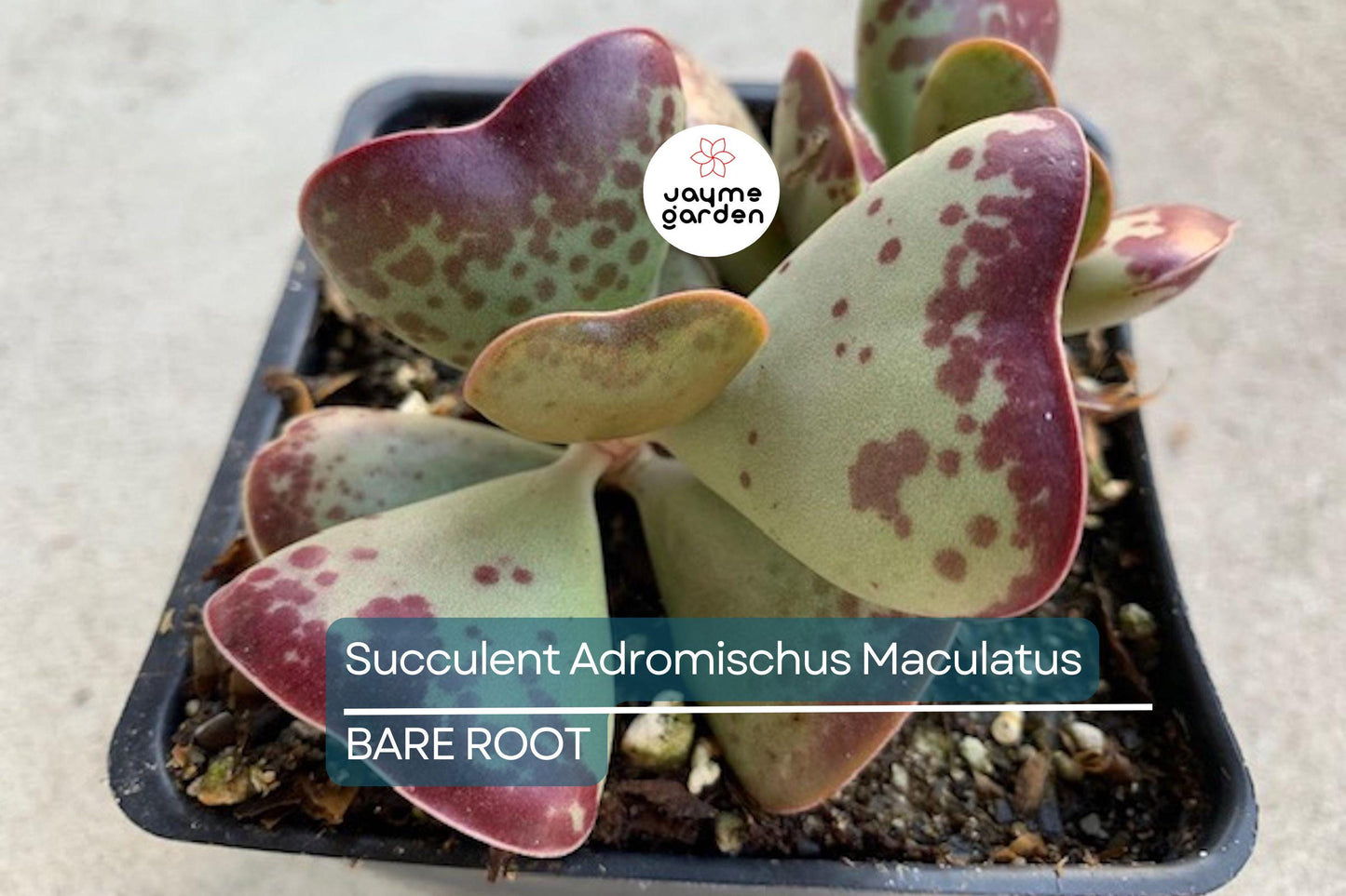 Adromischus Maculatus ‘Calico Hearts’ – 1 Live Succulent Plant, Spotted Chocolate Drop