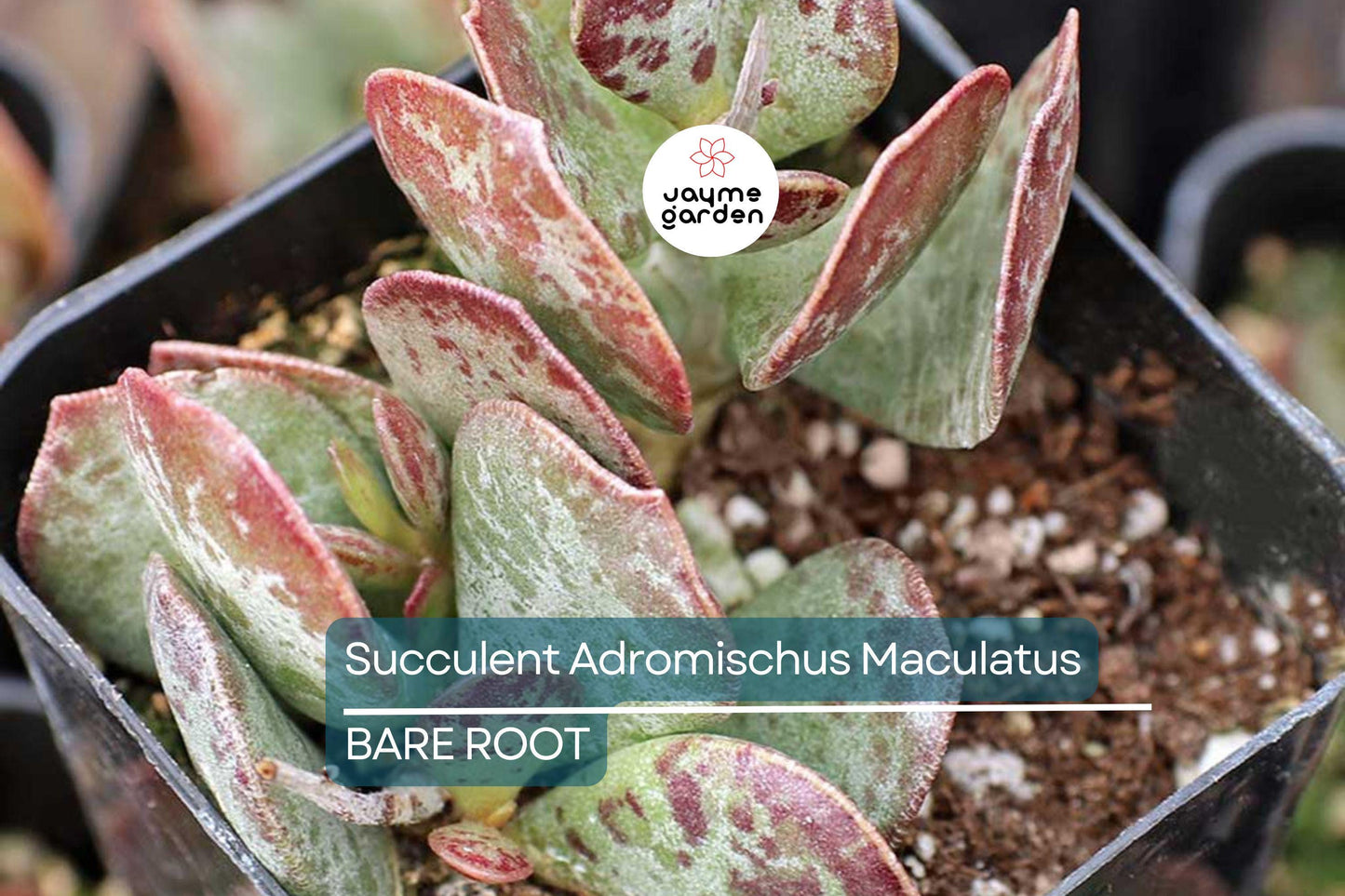 Adromischus Maculatus ‘Calico Hearts’ – 1 Live Succulent Plant, Spotted Chocolate Drop