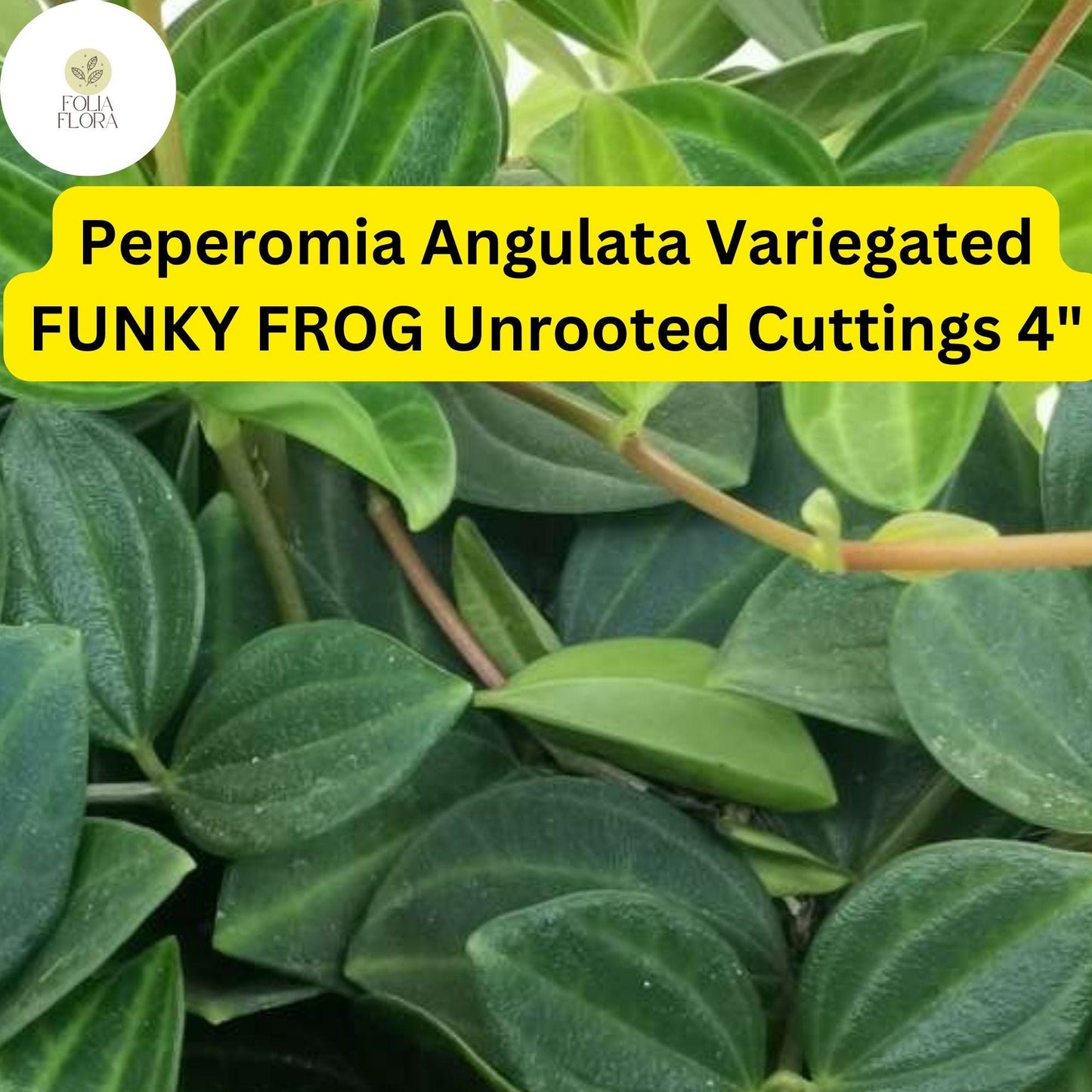 Peperomia angulata ‘Funky Frog’ | 5 Unrooted 4" Live Cuttings | Variegated, Trailing, Easy-Care Houseplant, Unique Foliage