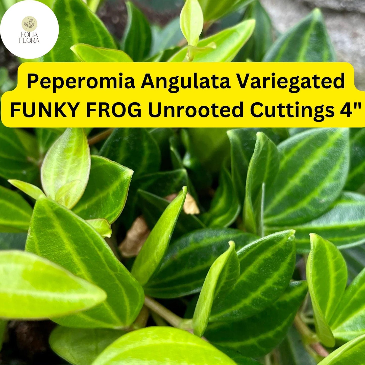 Peperomia angulata ‘Funky Frog’ | 5 Unrooted 4" Live Cuttings | Variegated, Trailing, Easy-Care Houseplant, Unique Foliage