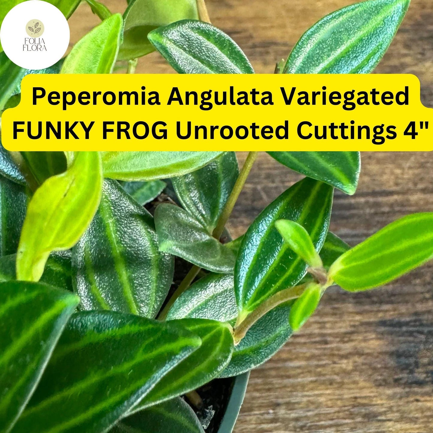 Peperomia angulata ‘Funky Frog’ | 5 Unrooted 4" Live Cuttings | Variegated, Trailing, Easy-Care Houseplant, Unique Foliage
