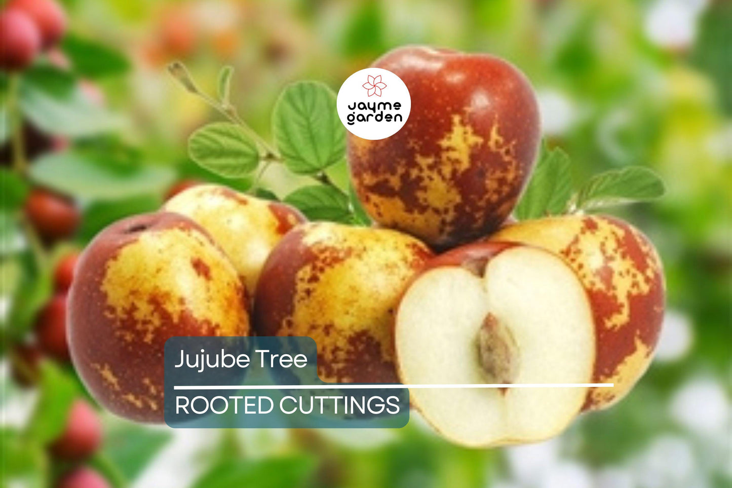 Jujube Tree 15” Lang Chinese Red Date - Bare Root Ready to Plant - Sweet Fruit Tree, No Pot