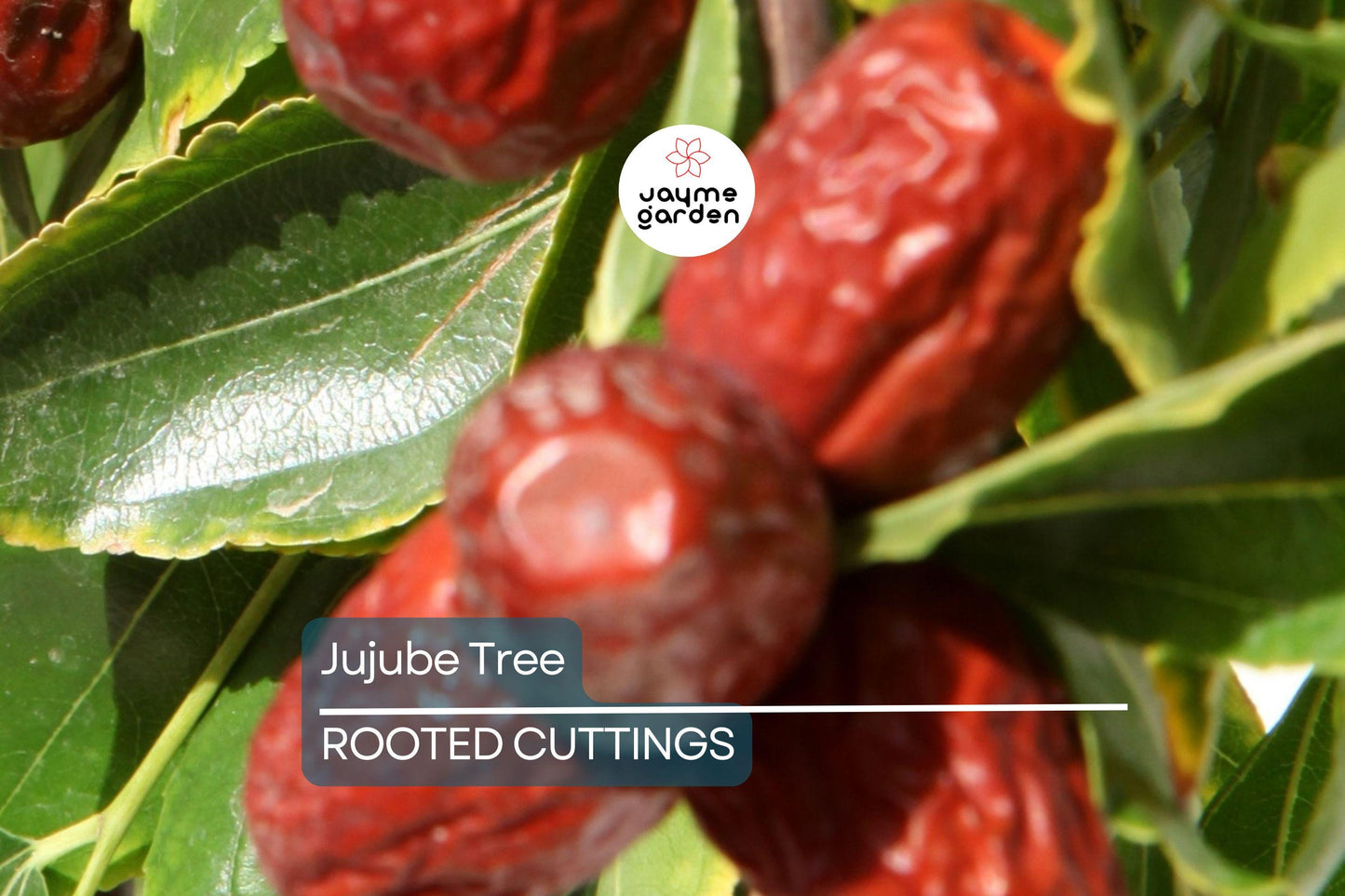 Jujube Tree 15” Lang Chinese Red Date - Bare Root Ready to Plant - Sweet Fruit Tree, No Pot