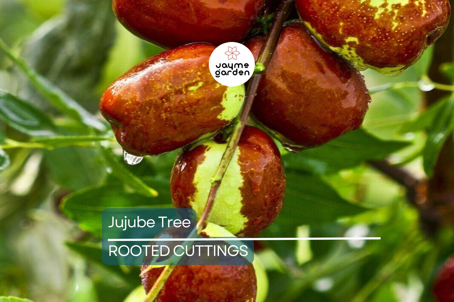 Jujube Tree 15” Lang Chinese Red Date - Bare Root Ready to Plant - Sweet Fruit Tree, No Pot