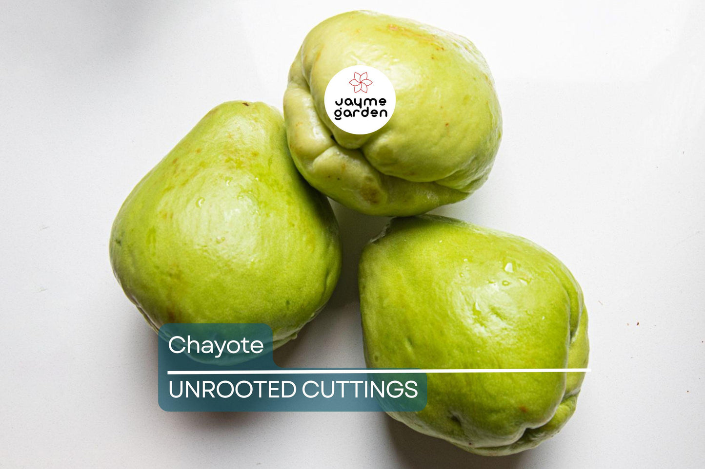 Chayote Squash Plant – Live 10” Mirliton Vine – Ships in Pot – Fast Growing – Ready to Plant