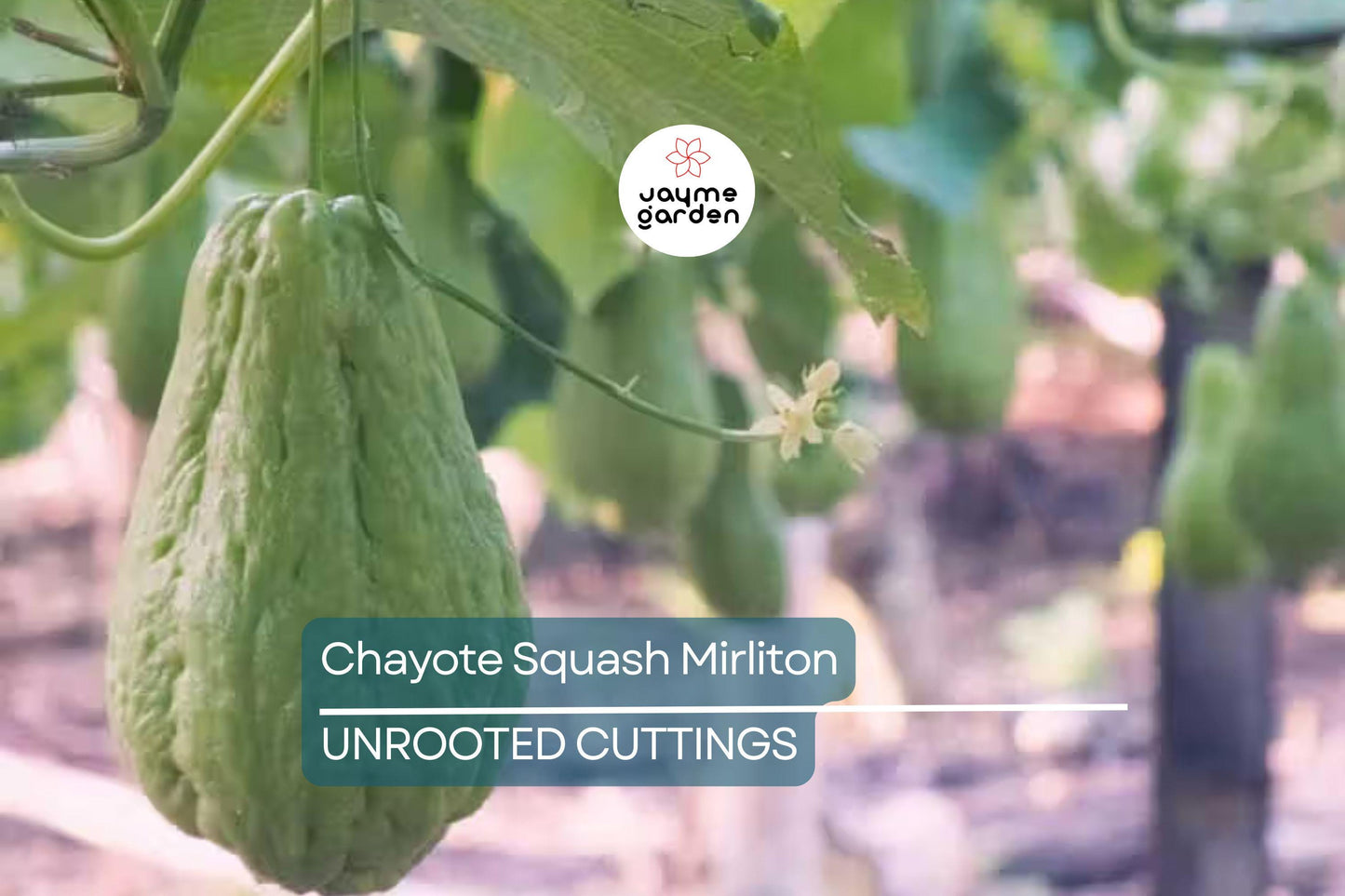 3 Chayote Squash Mirliton Live Plants – Ships in Pot – Fast-Growing Edible Vine – Ready to Plant