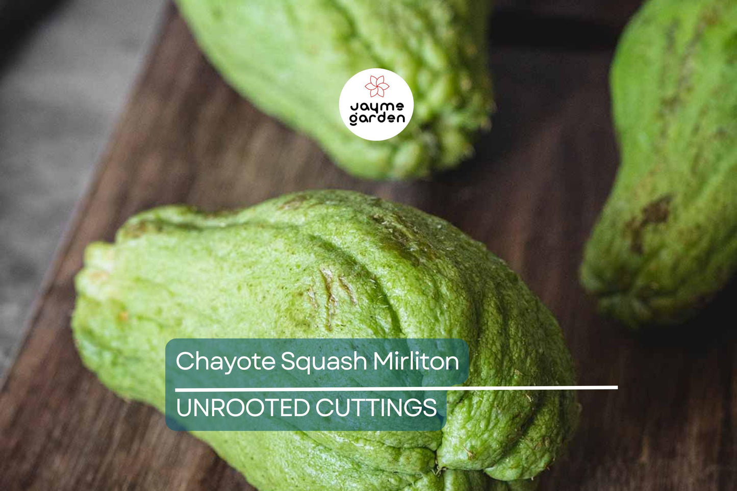 3 Chayote Squash Mirliton Live Plants – Ships in Pot – Fast-Growing Edible Vine – Ready to Plant