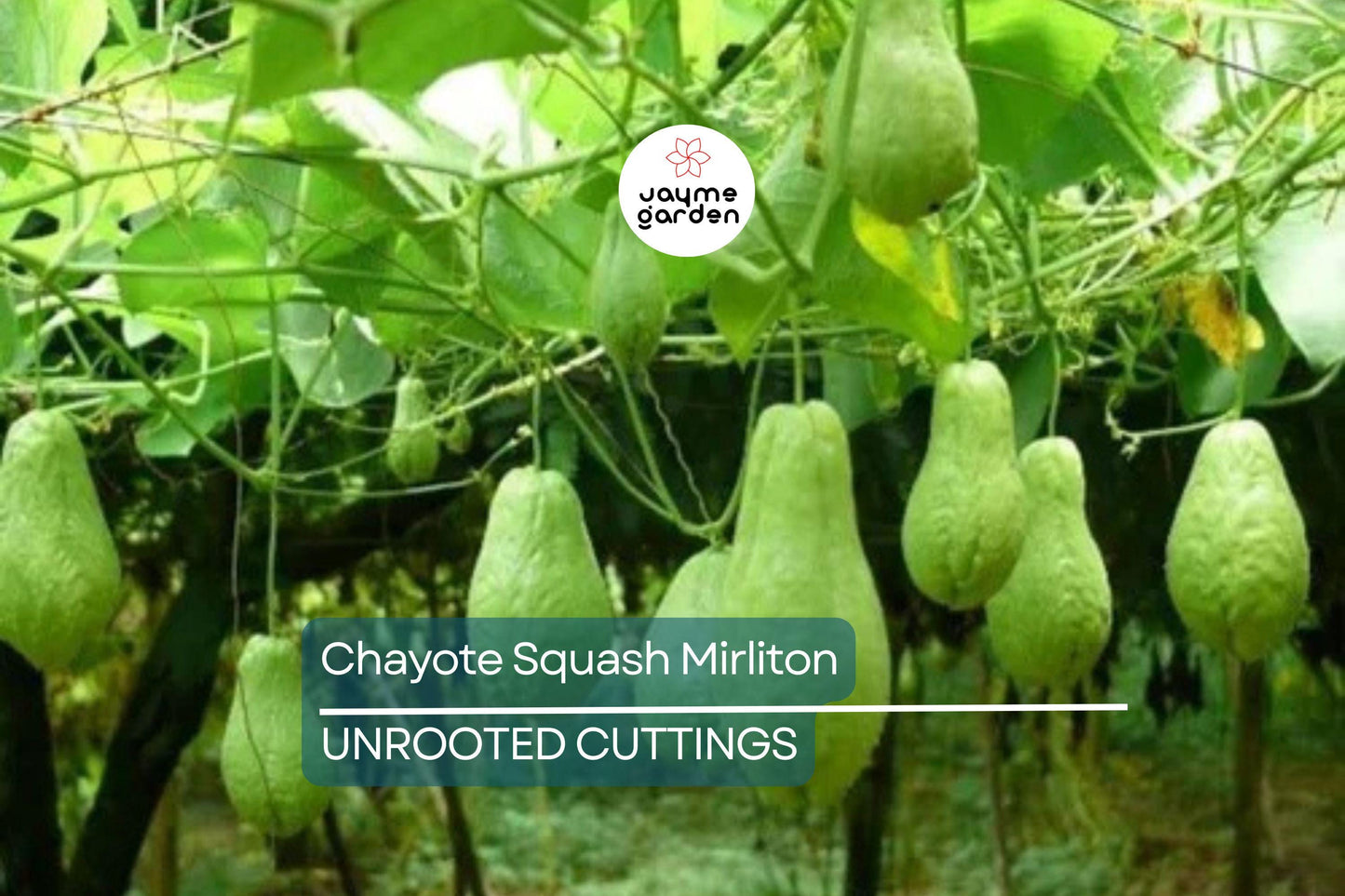 3 Chayote Squash Mirliton Live Plants – Ships in Pot – Fast-Growing Edible Vine – Ready to Plant