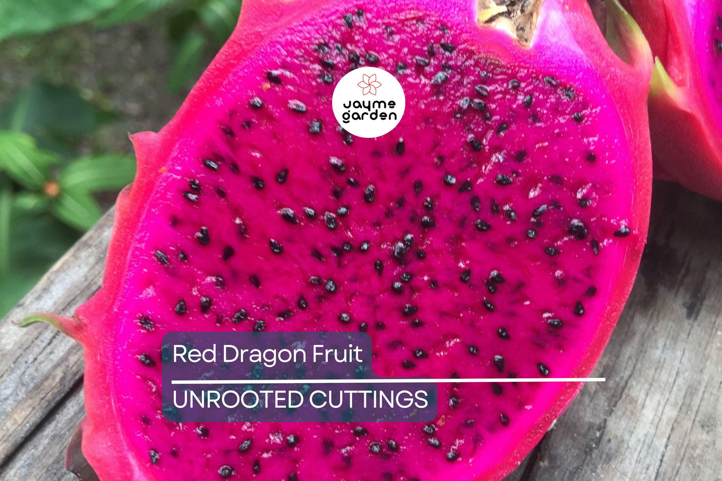 2 Red Dragon Fruit Cuttings - Pink Skin, Red Flesh - Fresh Cuttings 6-8 Inches, Ready to Plant