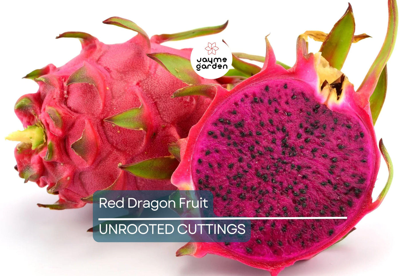 2 Red Dragon Fruit Cuttings - Pink Skin, Red Flesh - Fresh Cuttings 6-8 Inches, Ready to Plant