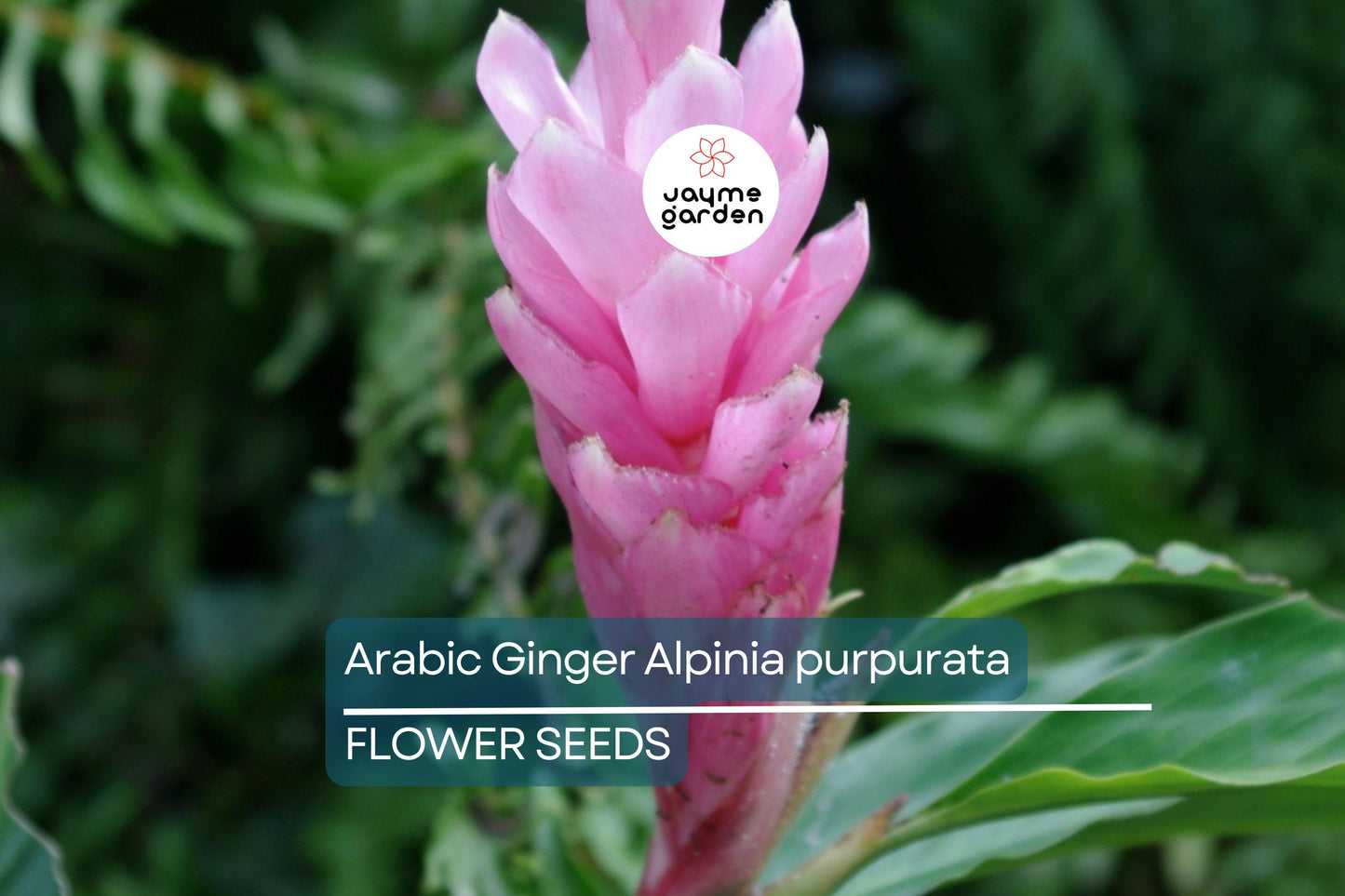 Arabic Ginger Alpinia purpurata Root Rhizome - Fast-Grow, Tropical Flower Plant, 3-4 oz, Zones 7-10, Part Shade, Offer