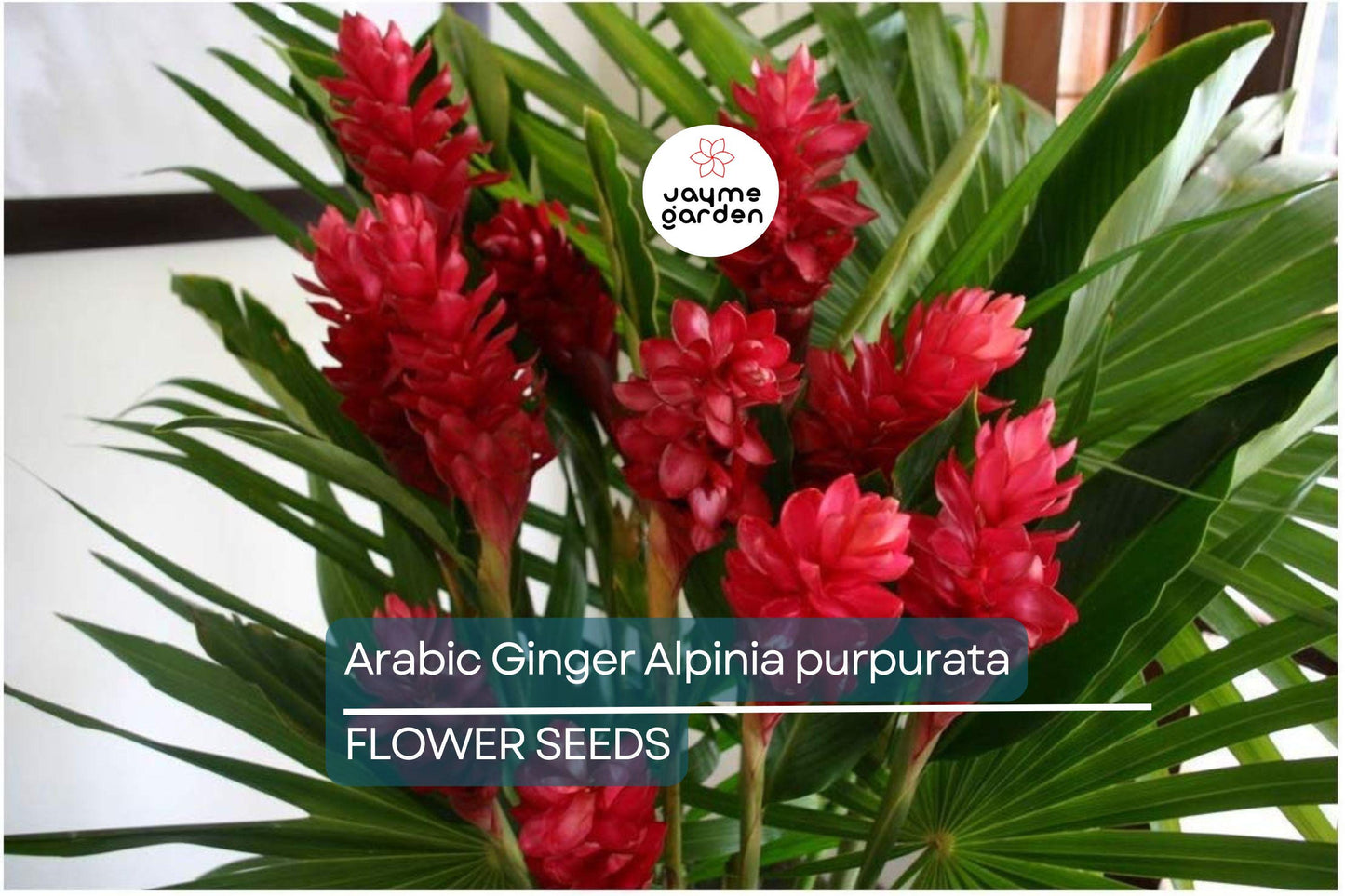 Arabic Ginger Alpinia purpurata Root Rhizome - Fast-Grow, Tropical Flower Plant, 3-4 oz, Zones 7-10, Part Shade, Offer