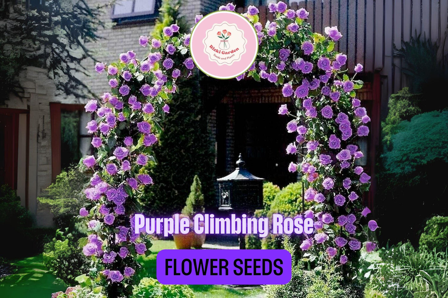 20 Purple Climbing Rose Seeds - Rare Fragrant Vine - Fast-Growing Perennial - Beautiful Garden Blooms - Easy to Grow