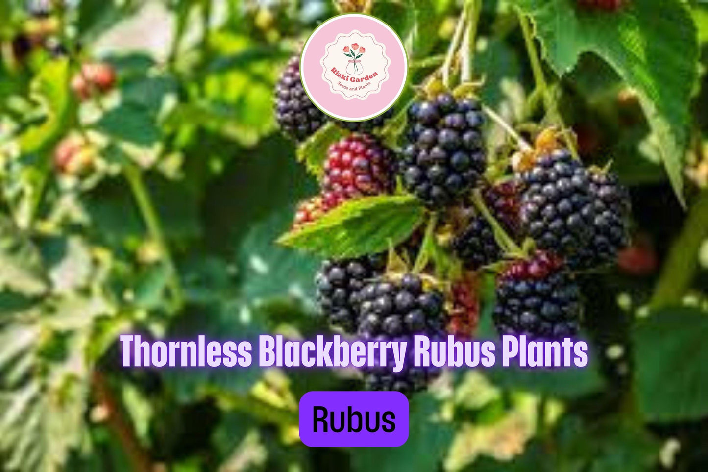 1 Big Daddy Thornless Blackberry Plant - Rubus | Outdoor Garden Fruit | Perennial Edible Berry Bush for Home Orchards
