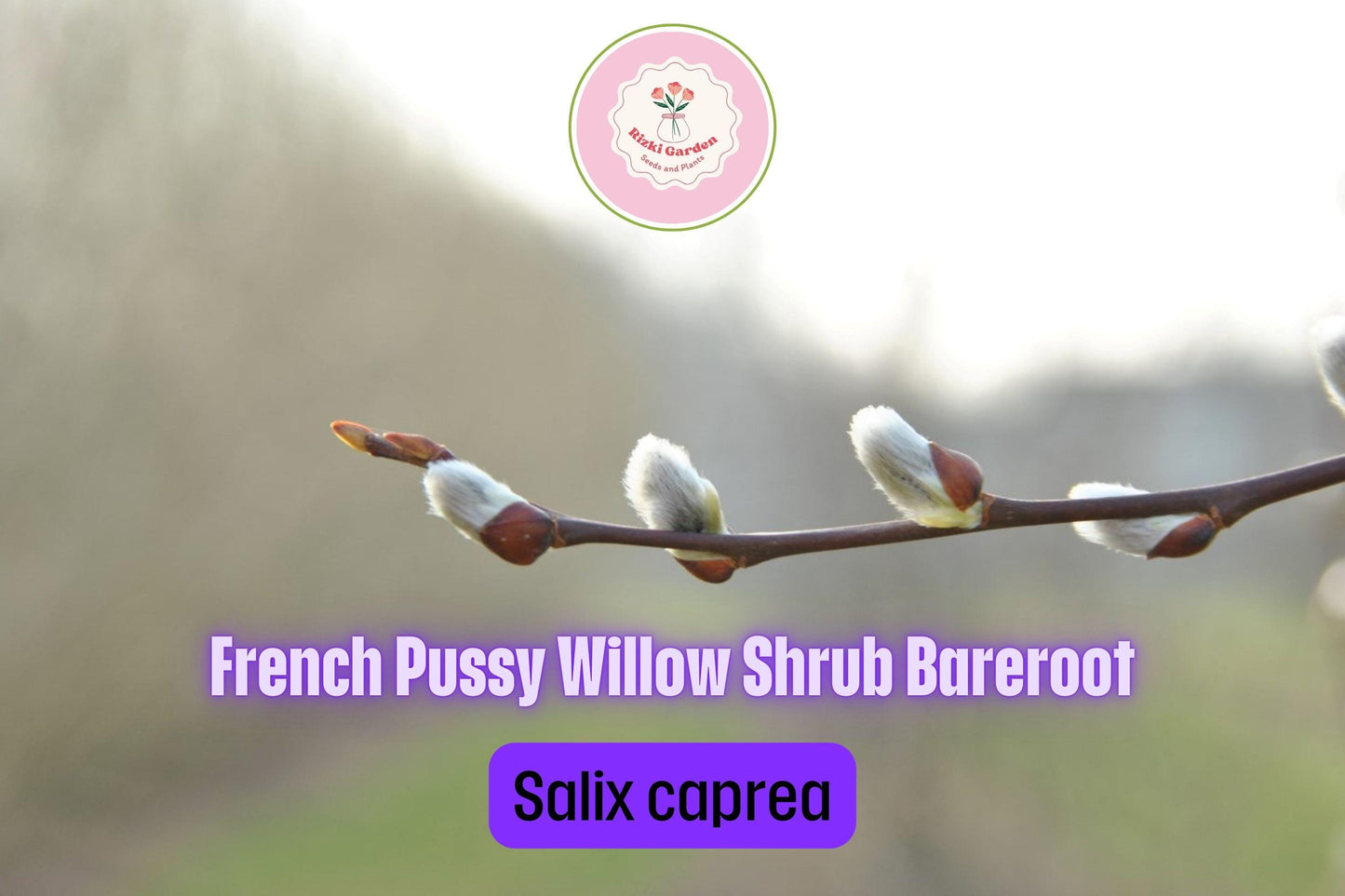 1 French Pussy Willow Shrub - Salix caprea | 1-2 ft Tall | Bare Root Deciduous Shrub | Early Blooming Landscape Plant