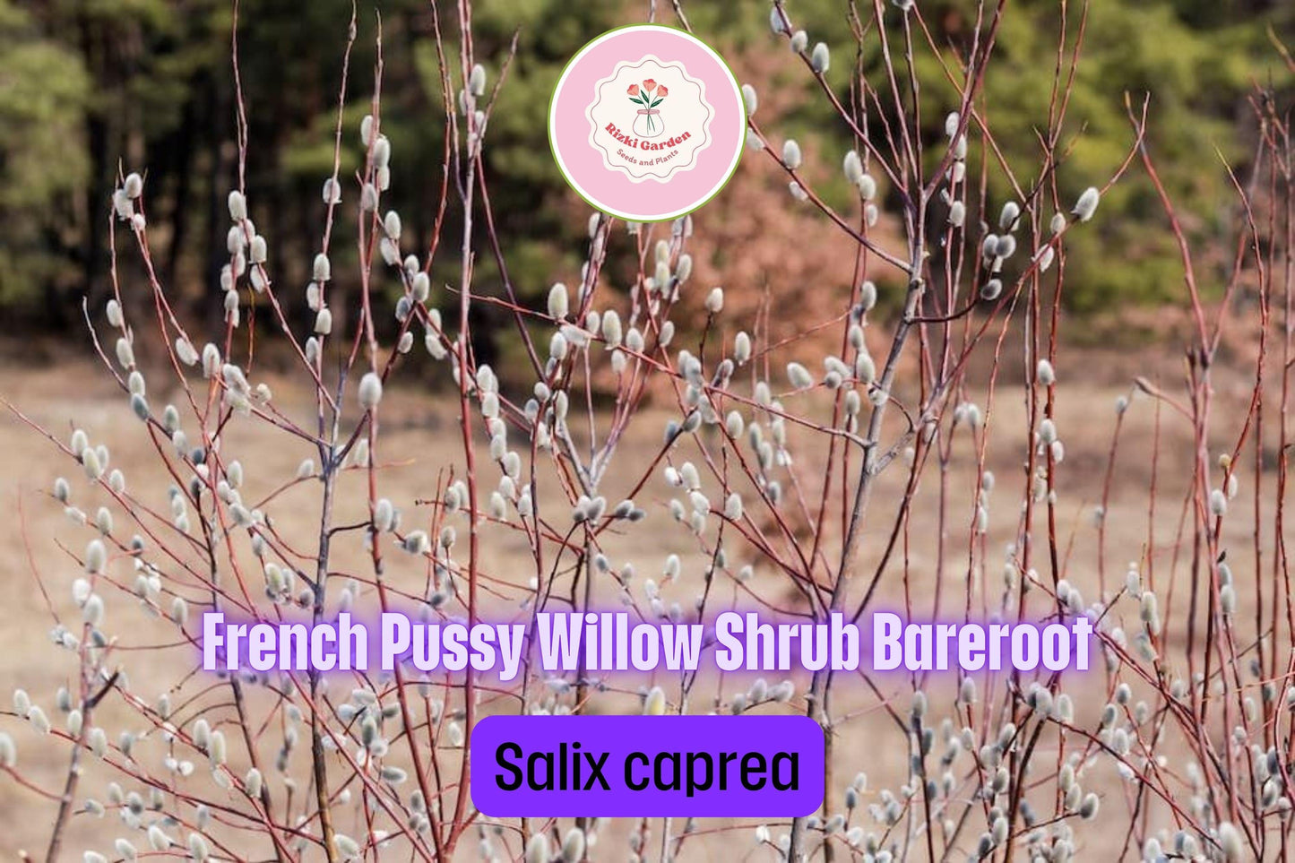 1 French Pussy Willow Shrub - Salix caprea | 1-2 ft Tall | Bare Root Deciduous Shrub | Early Blooming Landscape Plant