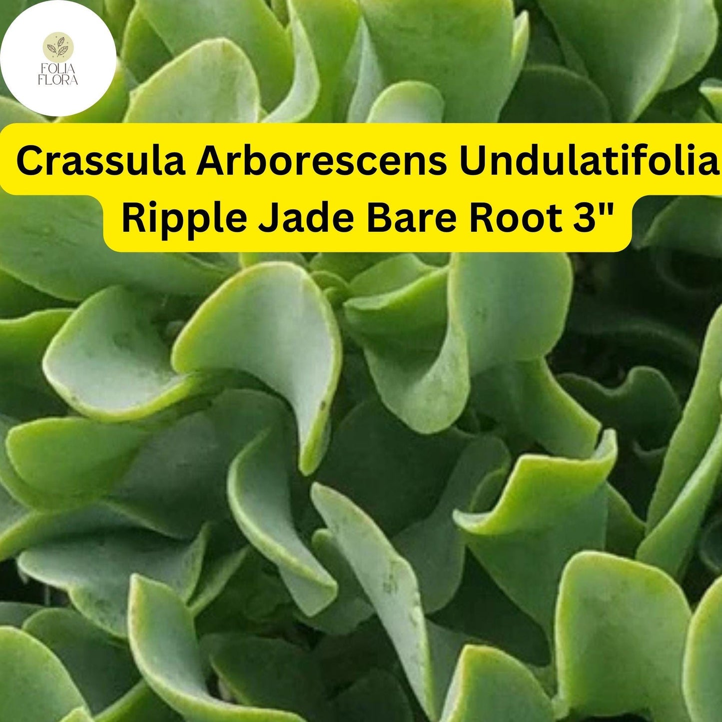 Crassula Arborescens Undulatifolia ‘Ripple Jade’ | 1 Live 3” Bare Root Plant | Wavy Leaves, Easy-Care, Unique Succulent Houseplant