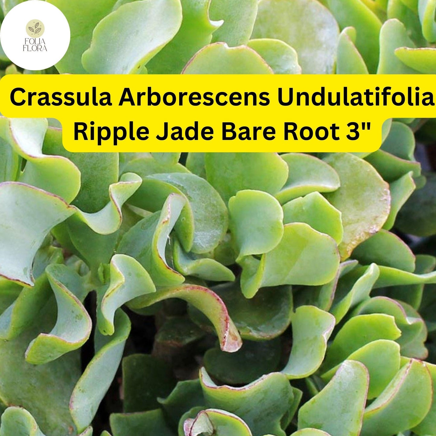 Crassula Arborescens Undulatifolia ‘Ripple Jade’ | 1 Live 3” Bare Root Plant | Wavy Leaves, Easy-Care, Unique Succulent Houseplant