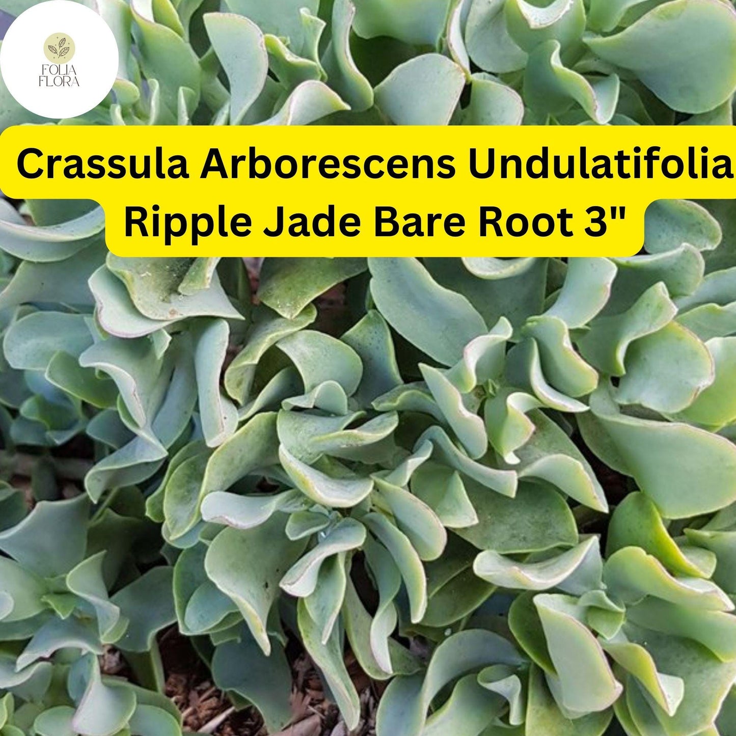 Crassula Arborescens Undulatifolia ‘Ripple Jade’ | 1 Live 3” Bare Root Plant | Wavy Leaves, Easy-Care, Unique Succulent Houseplant