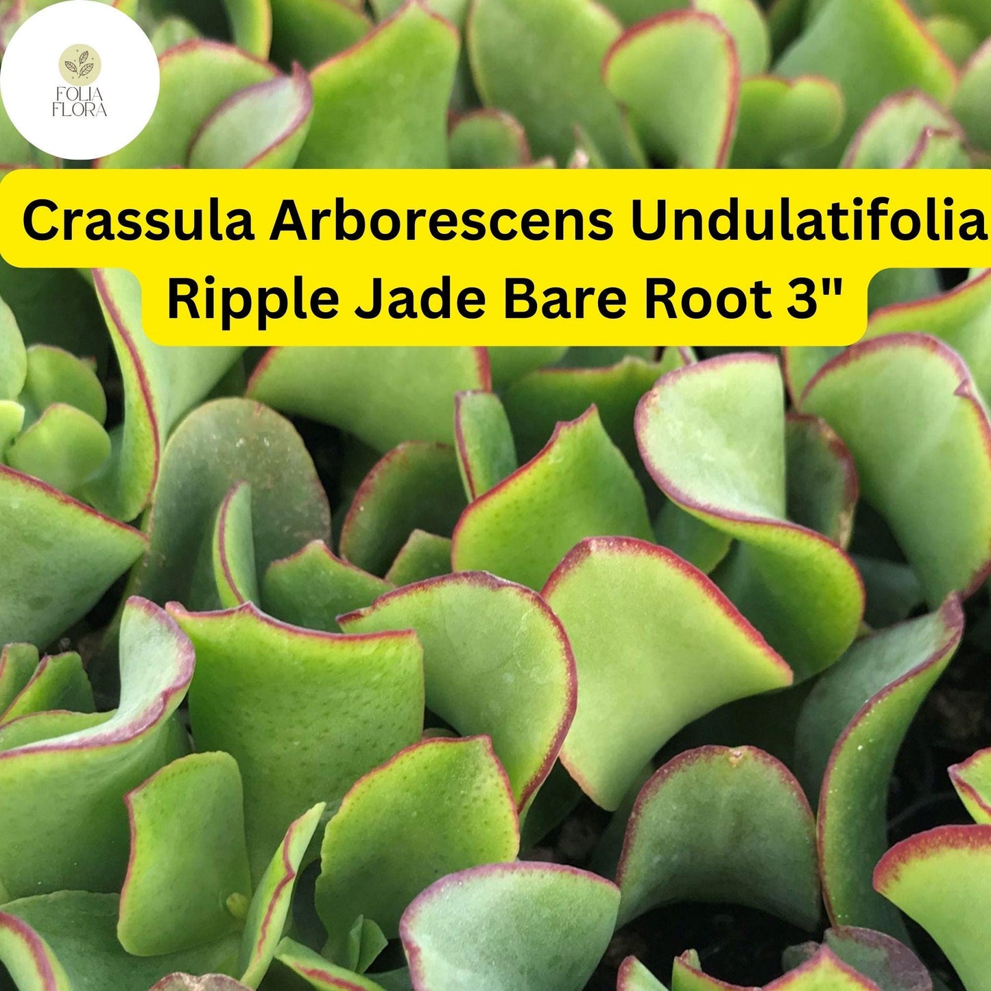 Crassula Arborescens Undulatifolia ‘Ripple Jade’ | 1 Live 3” Bare Root Plant | Wavy Leaves, Easy-Care, Unique Succulent Houseplant