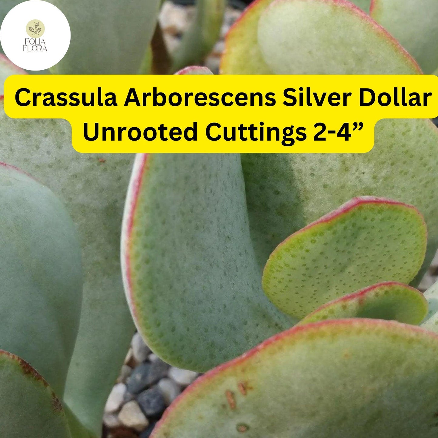 Crassula Arborescens ‘Silver Dollar’ | 3 Unrooted 2-4” Cuttings | Rare Blue-Green Succulent, Easy-Care, Unique Jade Plant