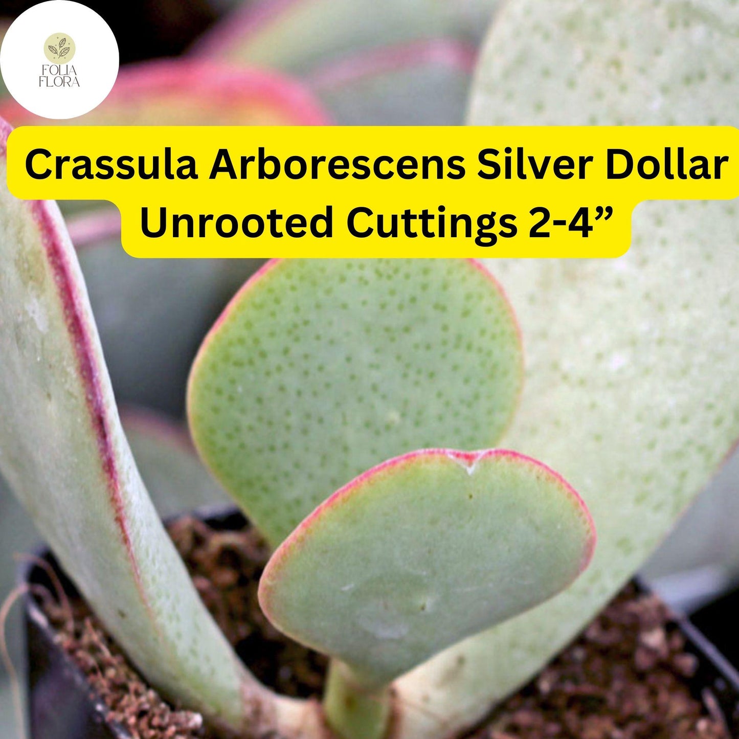 Crassula Arborescens ‘Silver Dollar’ | 3 Unrooted 2-4” Cuttings | Rare Blue-Green Succulent, Easy-Care, Unique Jade Plant
