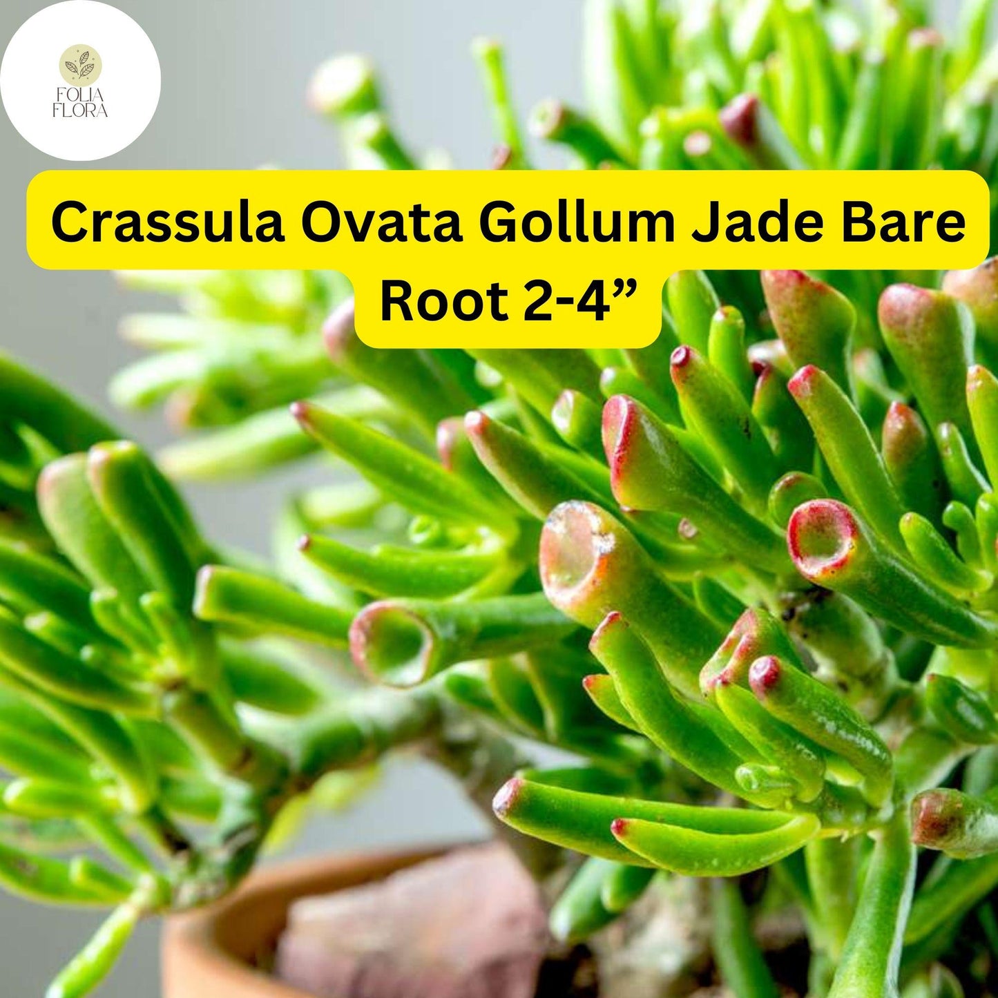 Crassula Ovata ‘Gollum Jade’ | 1 Bare Root 2-4” Plant | Money Tree, Unique Bonsai Succulent, Easy-Care Houseplant, Drought-Tolerant