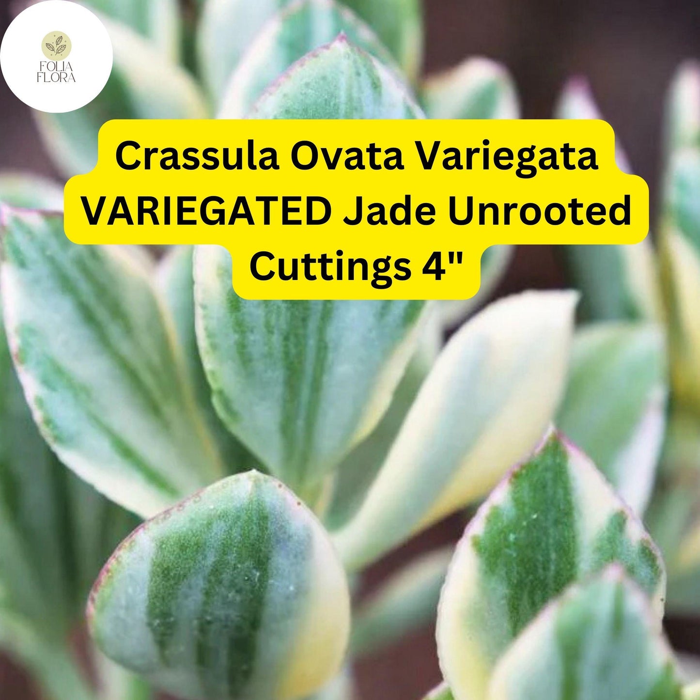 Crassula Ovata Variegata ‘Variegated Jade’ | 3 Live 4” Unrooted Cuttings | Unique, Easy-Care Succulent, Drought-Tolerant Houseplant