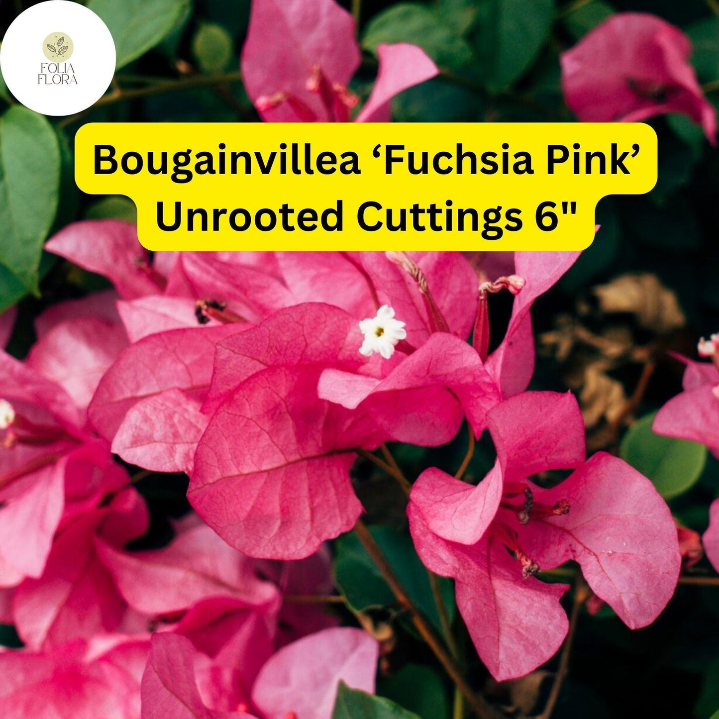 Bougainvillea ‘Fuchsia Pink’ | 7 Live 6” Unrooted Cuttings | Fast-Growing, Drought-Tolerant, Vibrant Blooms, Climbing Vine, Easy-Care