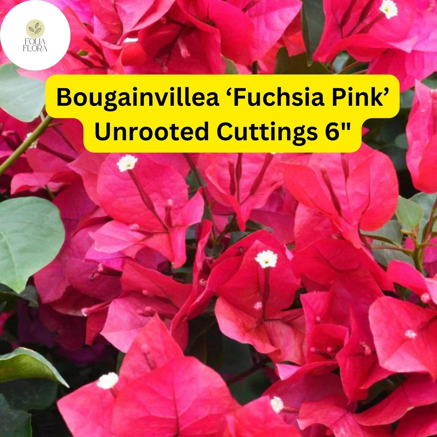 Bougainvillea ‘Fuchsia Pink’ | 7 Live 6” Unrooted Cuttings | Fast-Growing, Drought-Tolerant, Vibrant Blooms, Climbing Vine, Easy-Care