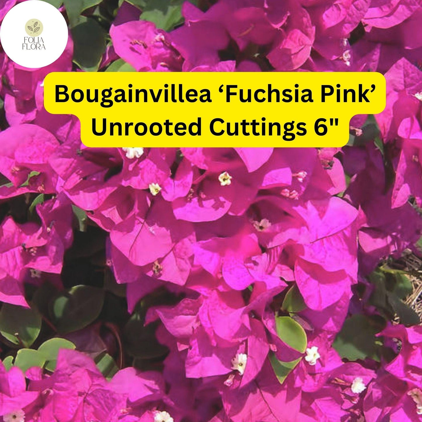 Bougainvillea ‘Fuchsia Pink’ | 7 Live 6” Unrooted Cuttings | Fast-Growing, Drought-Tolerant, Vibrant Blooms, Climbing Vine, Easy-Care