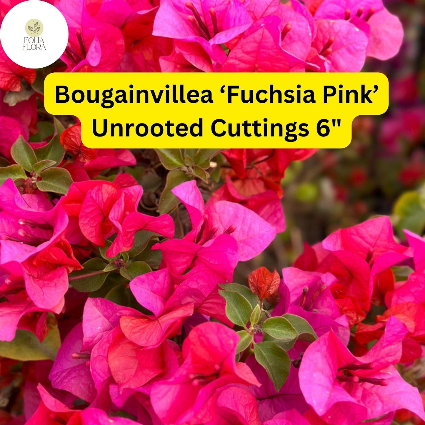 Bougainvillea ‘Fuchsia Pink’ | 7 Live 6” Unrooted Cuttings | Fast-Growing, Drought-Tolerant, Vibrant Blooms, Climbing Vine, Easy-Care