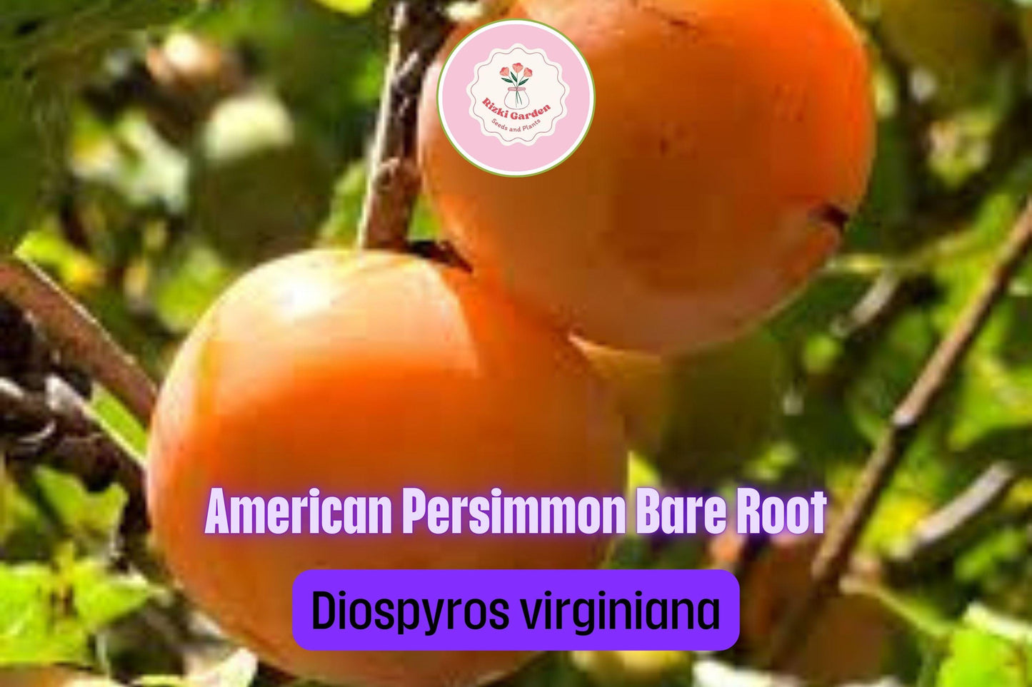 1 American Persimmon Tree - Diospyros virginiana | 12–24” Live Bare Root | Native Fruit Tree for Yards & Edible Landscapes