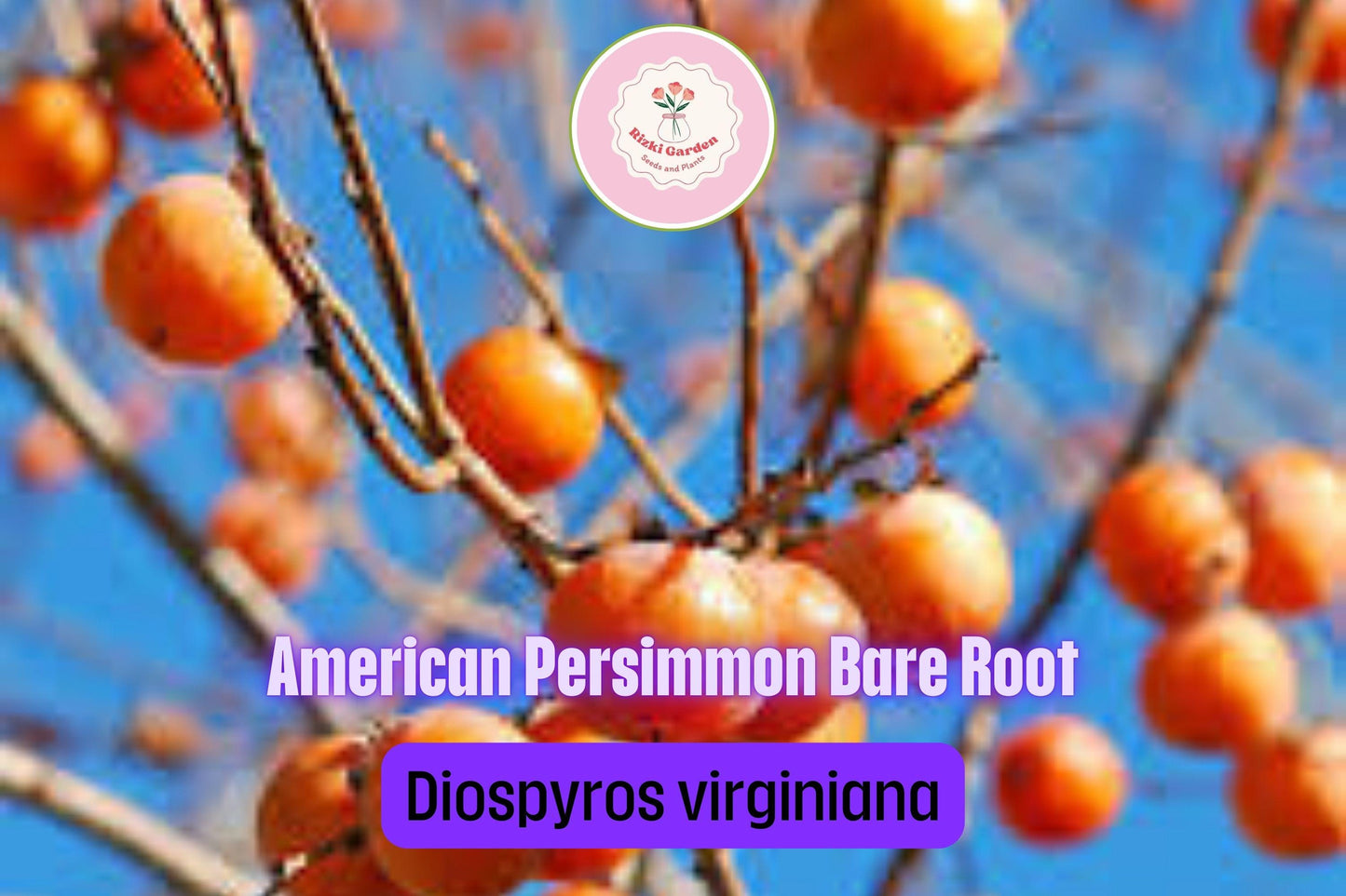 1 American Persimmon Tree - Diospyros virginiana | 12–24” Live Bare Root | Native Fruit Tree for Yards & Edible Landscapes