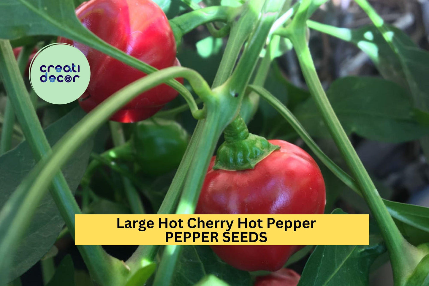 Large Hot Cherry Pepper Seeds – 250mg for Planting, Heirloom Variety, Mild-Heat, High Yield, Great for Pickling, Stuffing & Salsas