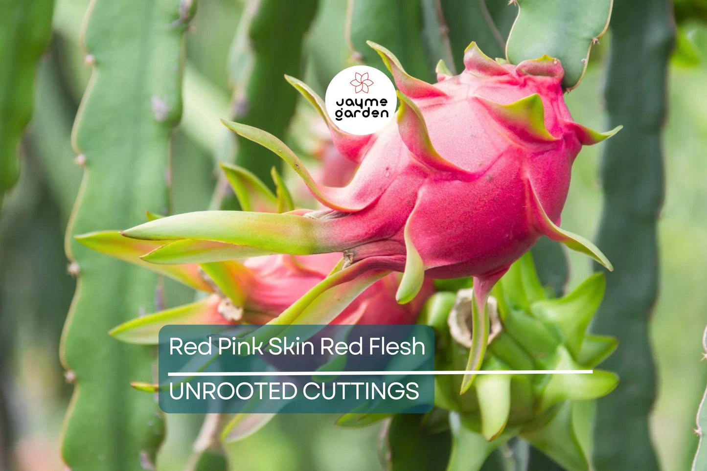3 Red Dragon Fruit Cuttings - Pink Skin, Red Flesh - Fresh Cuttings Ready to Plant, No Root