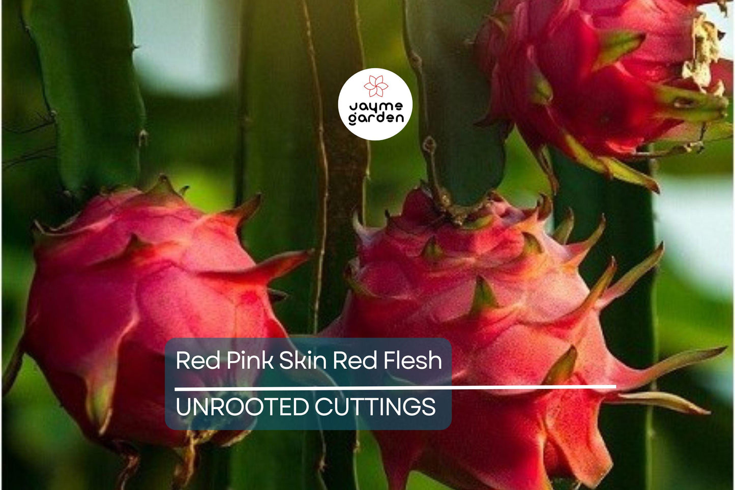 3 Red Dragon Fruit Cuttings - Pink Skin, Red Flesh - Fresh Cuttings Ready to Plant, No Root