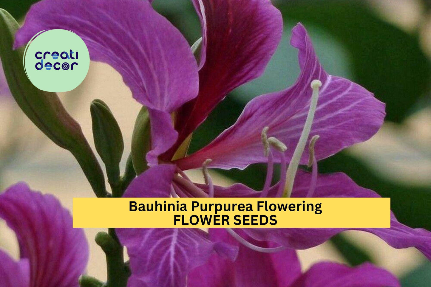 Bauhinia Purpurea Seeds – 10 Seeds for Planting, Purple Orchid Tree, Tropical Flowering Tree, Fast-Growing, Landscape Favorite