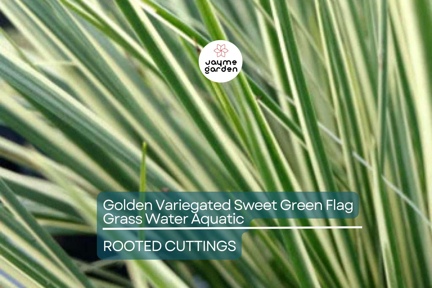Golden Variegated Sweet Flag Grass - Acorus Gramineus Ogon - Potted Aquatic Pond Plant, Bright Yellow Foliage