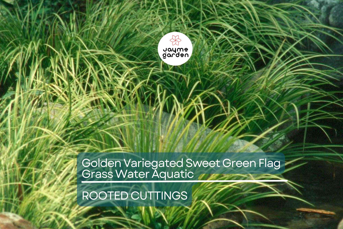Golden Variegated Sweet Flag Grass - Acorus Gramineus Ogon - Potted Aquatic Pond Plant, Bright Yellow Foliage